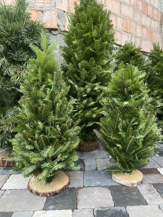 Ялинка плетена , ялинка з живих гілок, жива ялинка, сосна, ялинка