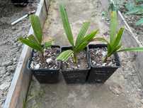 Zestaw 6x palm - Trachycarpus wagnerianus x princeps, humilis