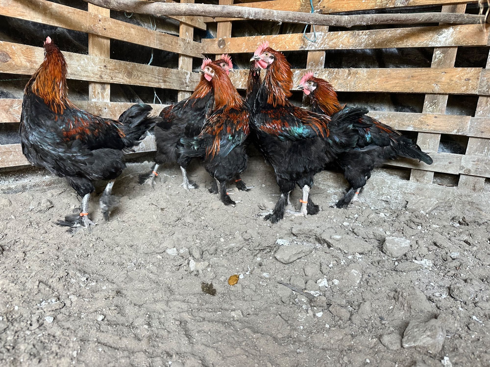Galos marans ovos de chocolate