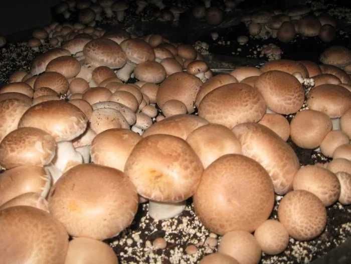 Міцелій печериці королівської