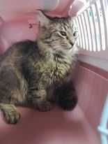 LUPEK-adoptuj kota z Lubelskiego schroniska