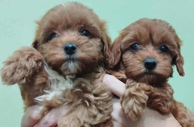 Мальтипу F2 хлопець і дівчина