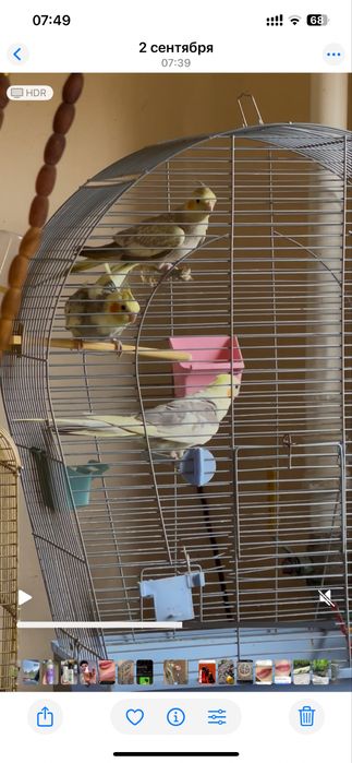 Пернаті улюбленці