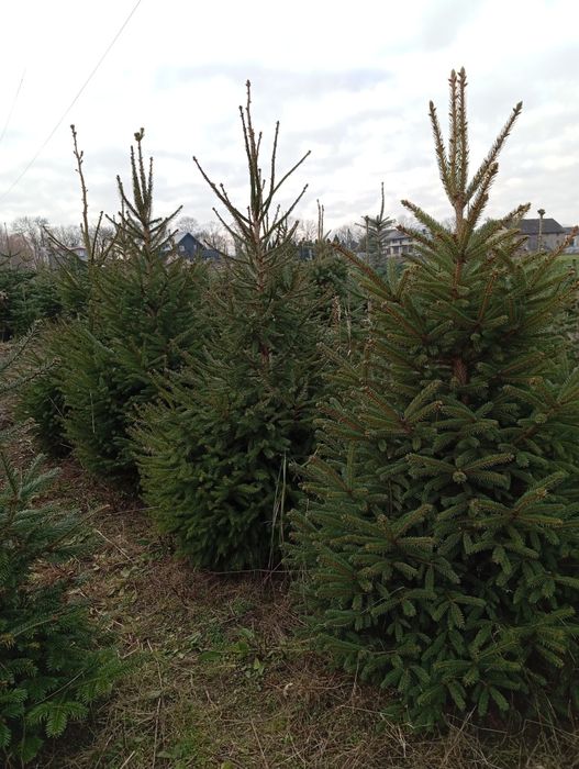 Choinki w donicach i cięte