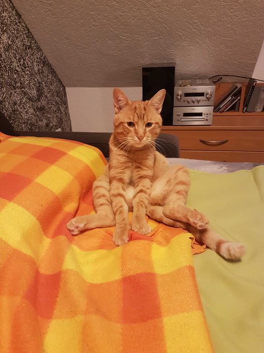 Znaleziony rudy kotek „Tygrys”– adopcja, najlepiej dom z ogródkiem