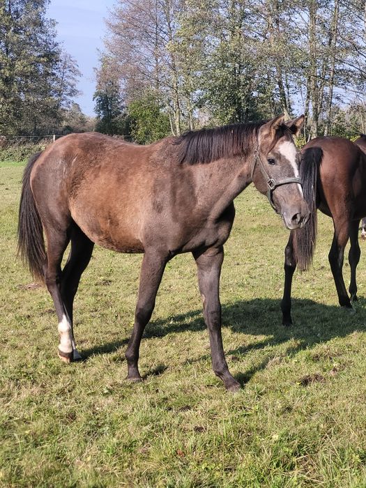 Sprzedam konie redukcja stada