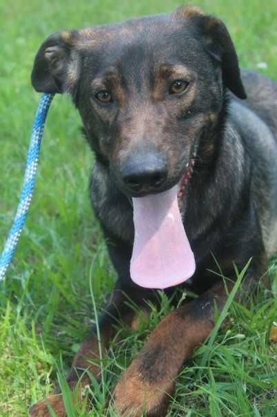 583095 Lobo do adopcji