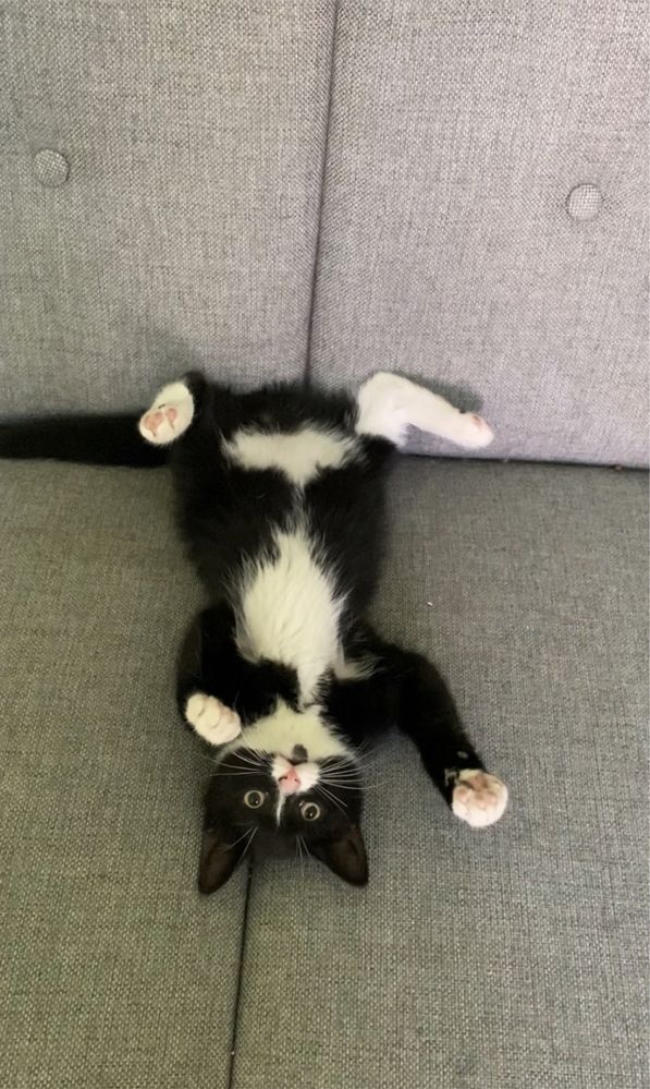Kotek do adopcji - Omlet -