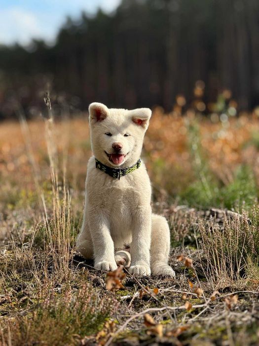 Akita Japońska*szczenię*ZKwP*biały chłopiec