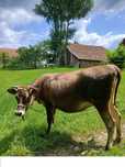 Krowa rasy Jersey