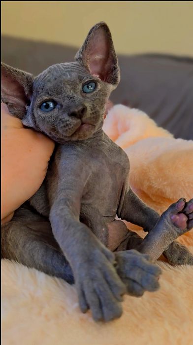 Niebieski Kot sfinks.Przepiekny kocurek z niebieskimi oczkami