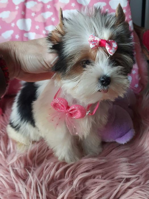 Biewer Yorkshire terrier suczka