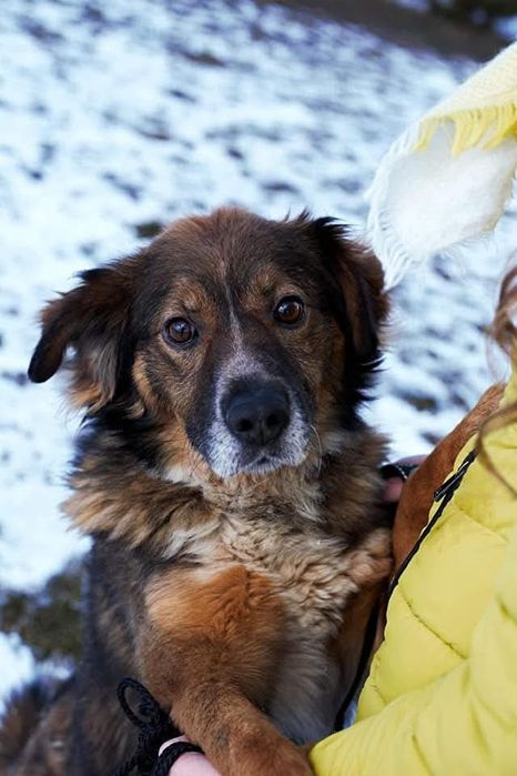 Zjawiskowy Blend szuka domu?