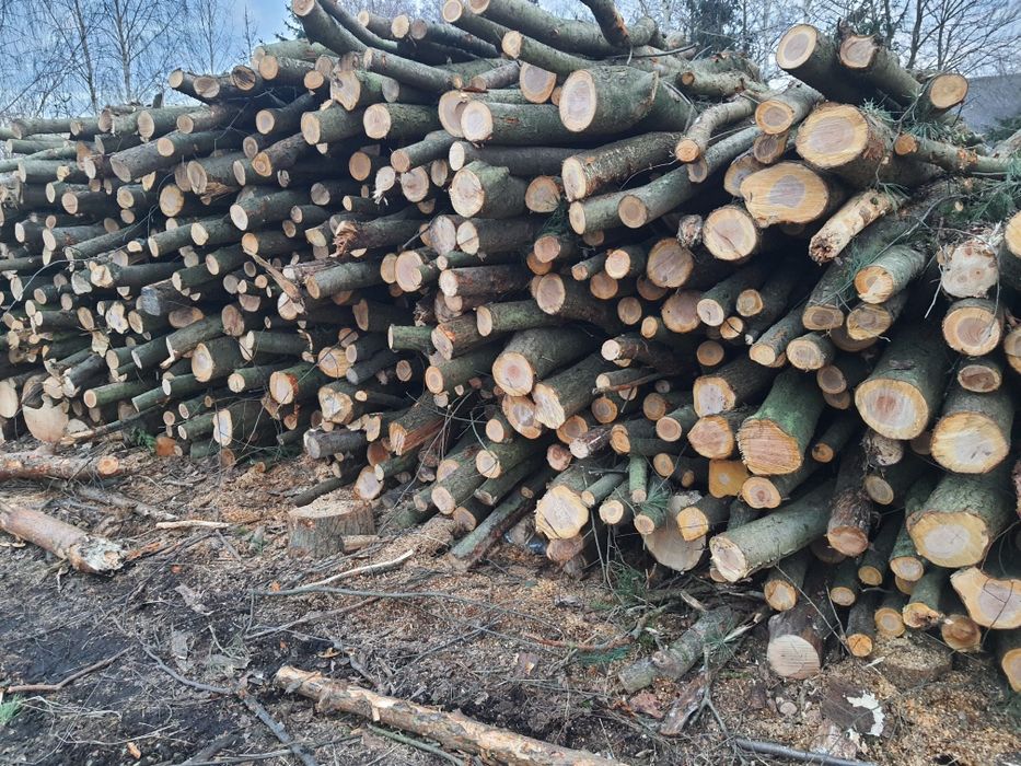 Drewno opałowe  czeremcha  drzewo opał
