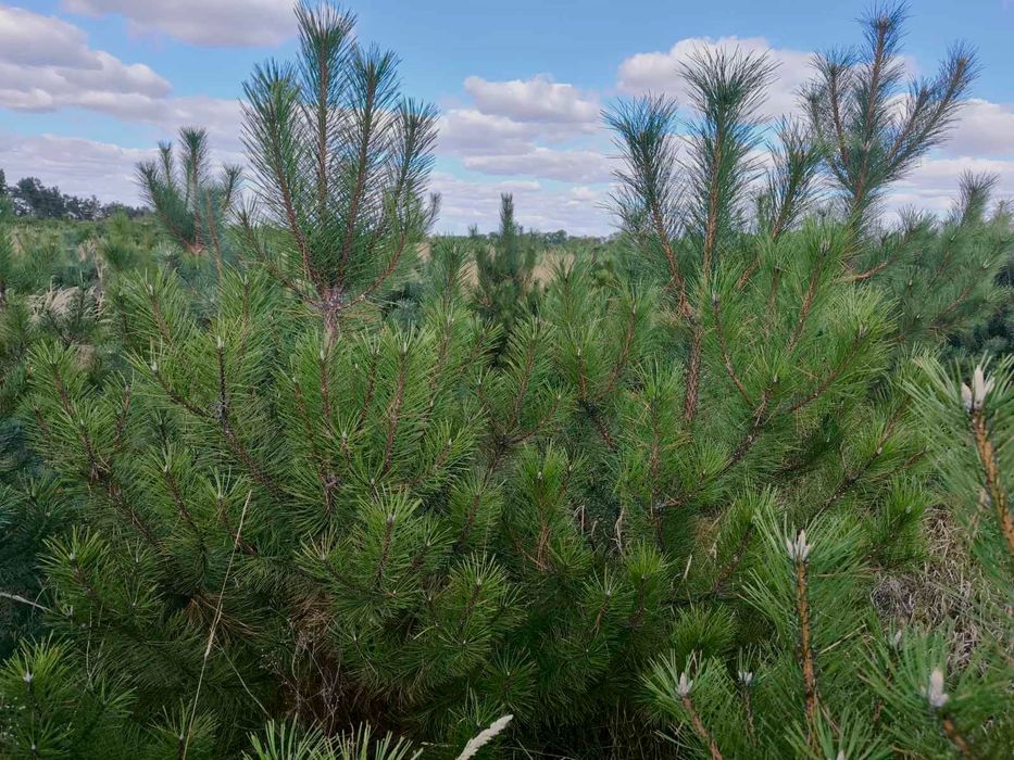 Новорічна ялинка (сосна Кримська). Новогодняя елка.