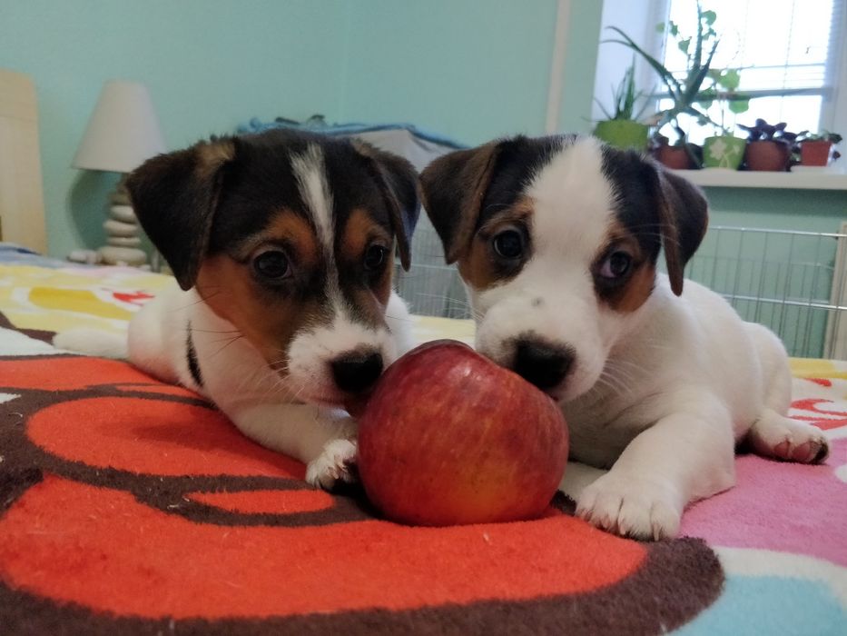 Щенки Джек Рассел терьер