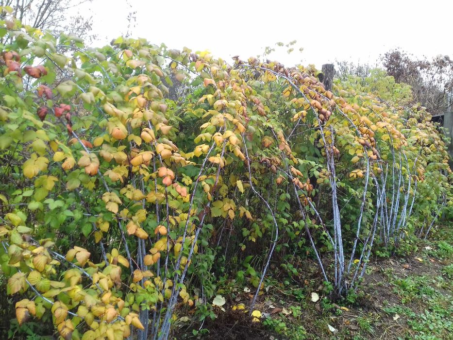 Черноплодная малина Кумберленд, ежемалина. Саженцы