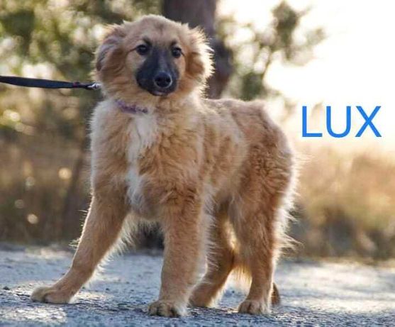 Lux to ok 4 m-czny śliczny chłopczykczeka na dom Dorcia Sav.