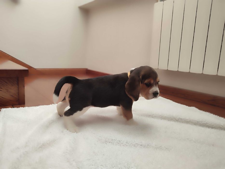 Beagle sunia suczka szczeniak