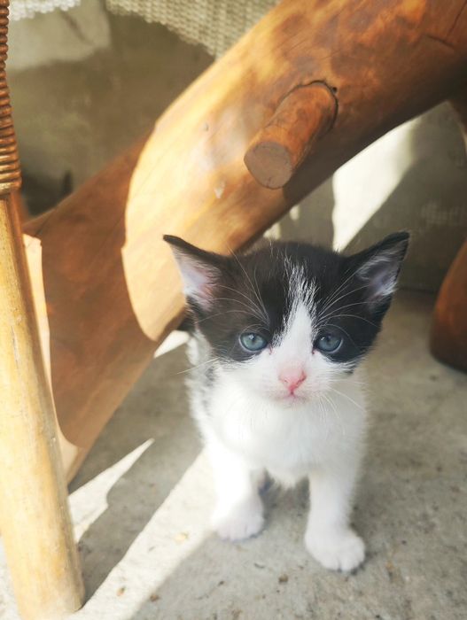 Kotki szukają nowego domu