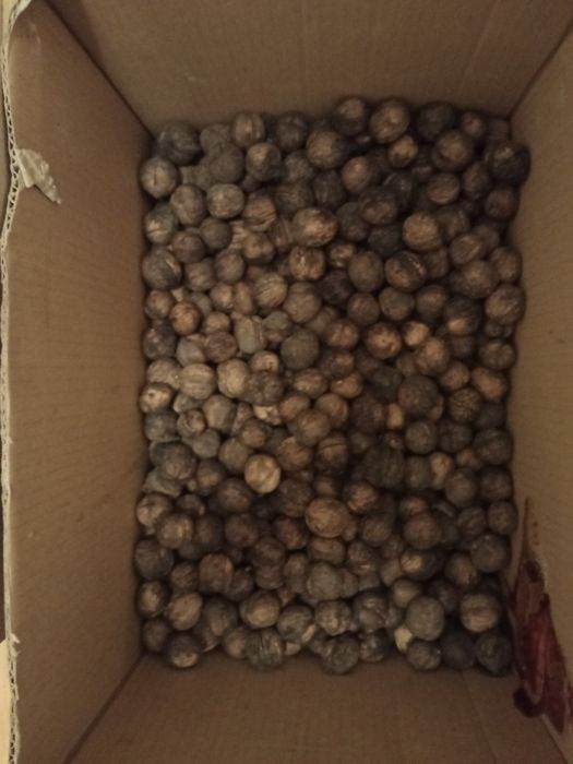 Горіхи урожай 2025 року.