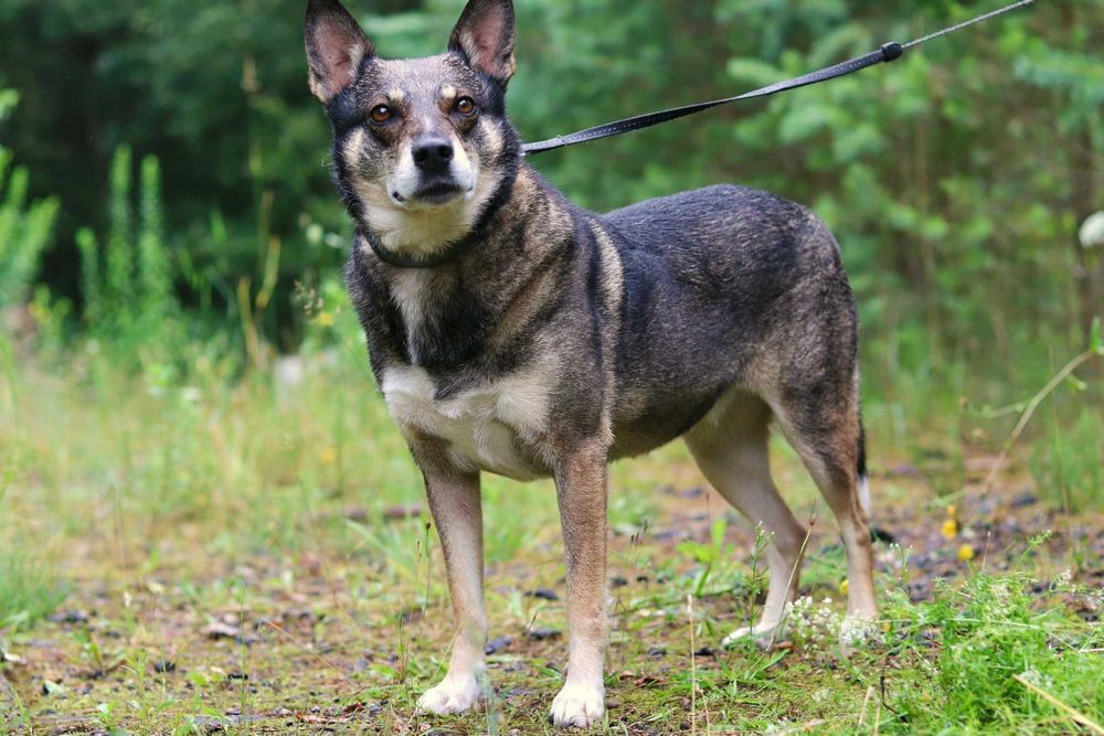 Gwara to niezwykła sunia - spokojna,delikatna i bardzo wdzięczna