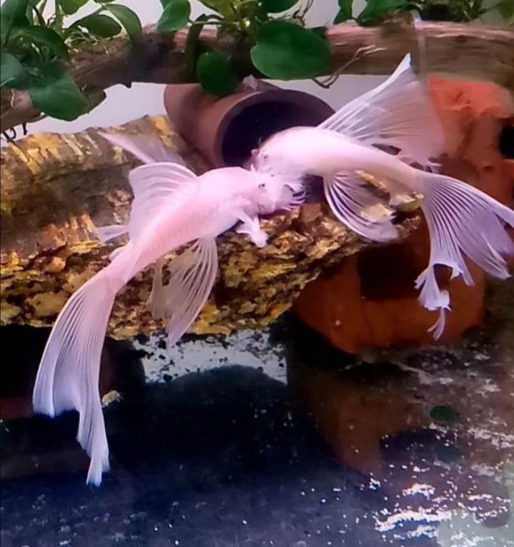 Ancistrus Snow White long fin weloniasty glonojad zbrojnik