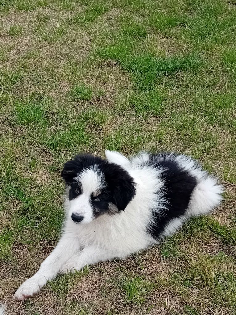 Border collie suczka