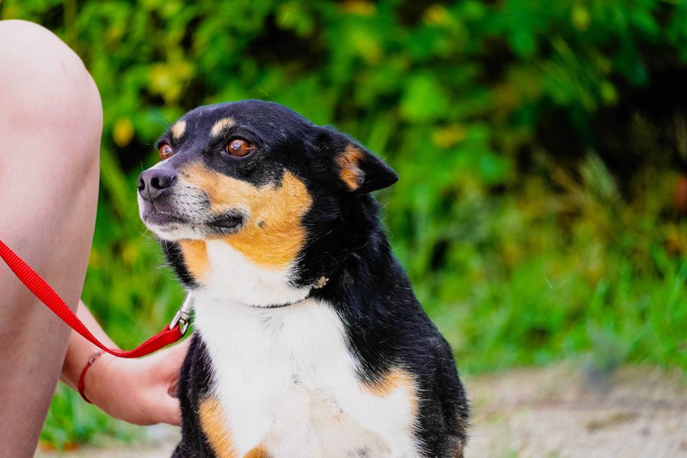 Fiber - uroczy piesek szuka domu