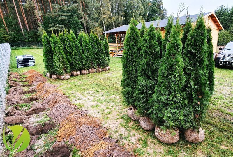 Piękne drzewko na żywopłot TUJA Thuja SZMARAGD wys. 180-200 cm!HIT!