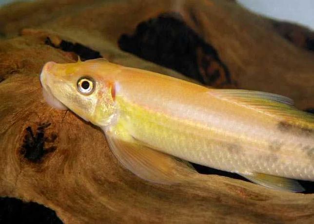 GB (Gyrinocheilus aymonieri) Glonojad syjamski gold - dostawa ryb!