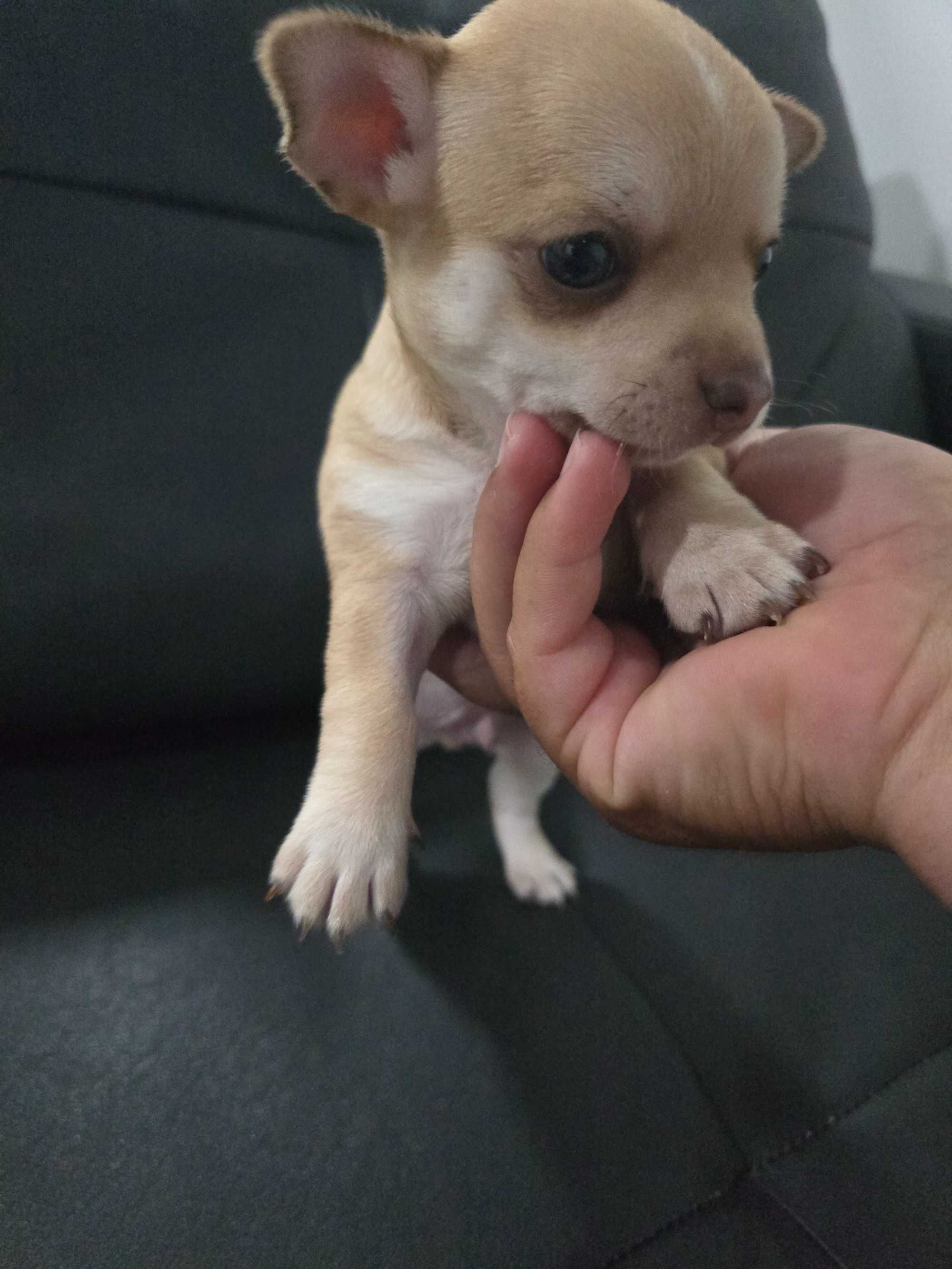 Mini  chihuahua cor exotica.