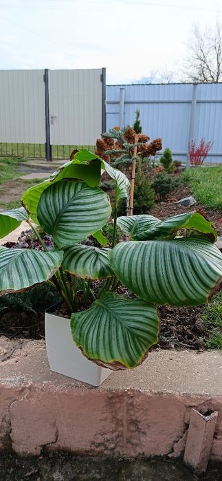 Калатея Орбіфолія