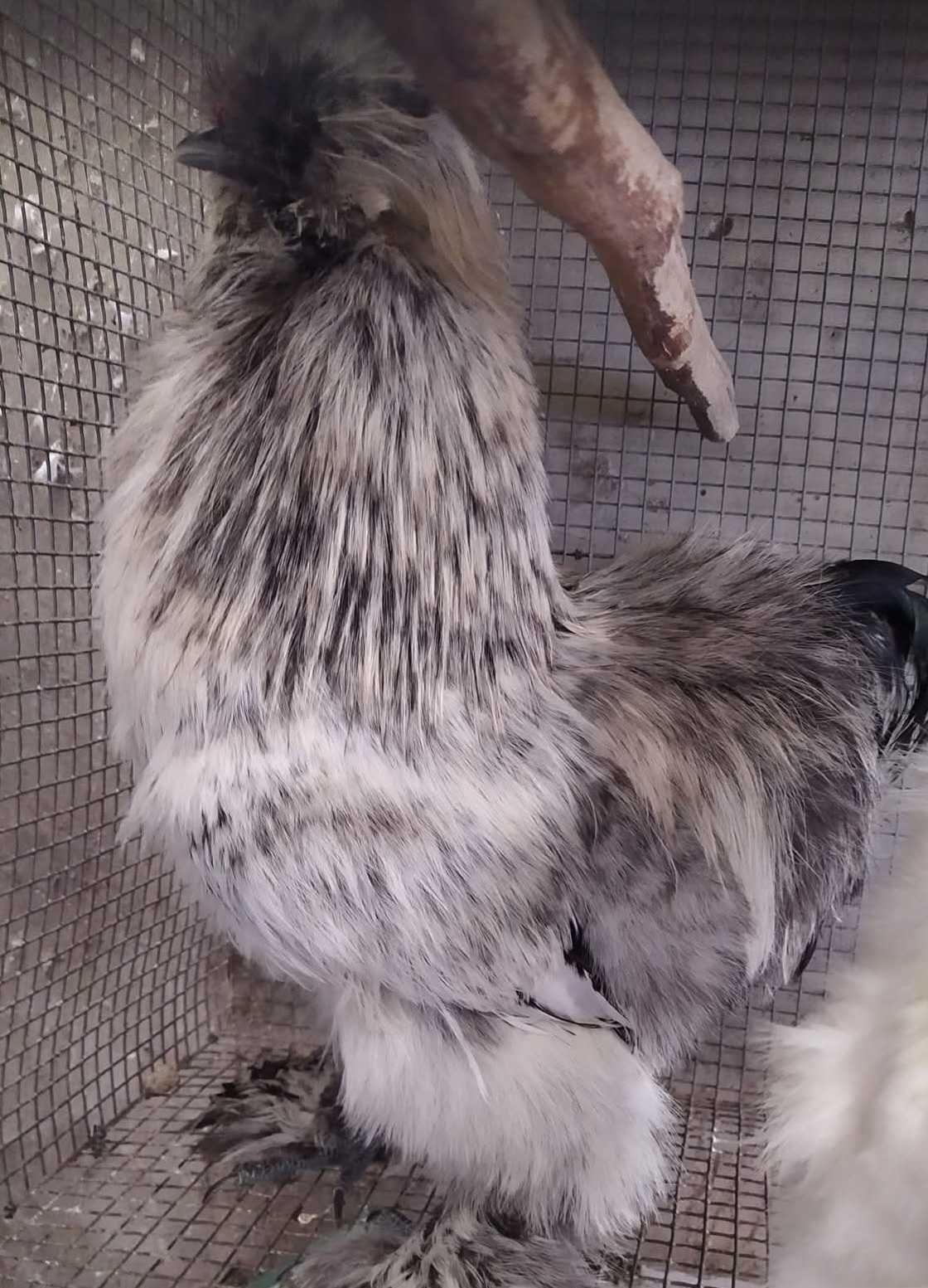 Vendo ovos, pintos e galinas de galinha de várias raças