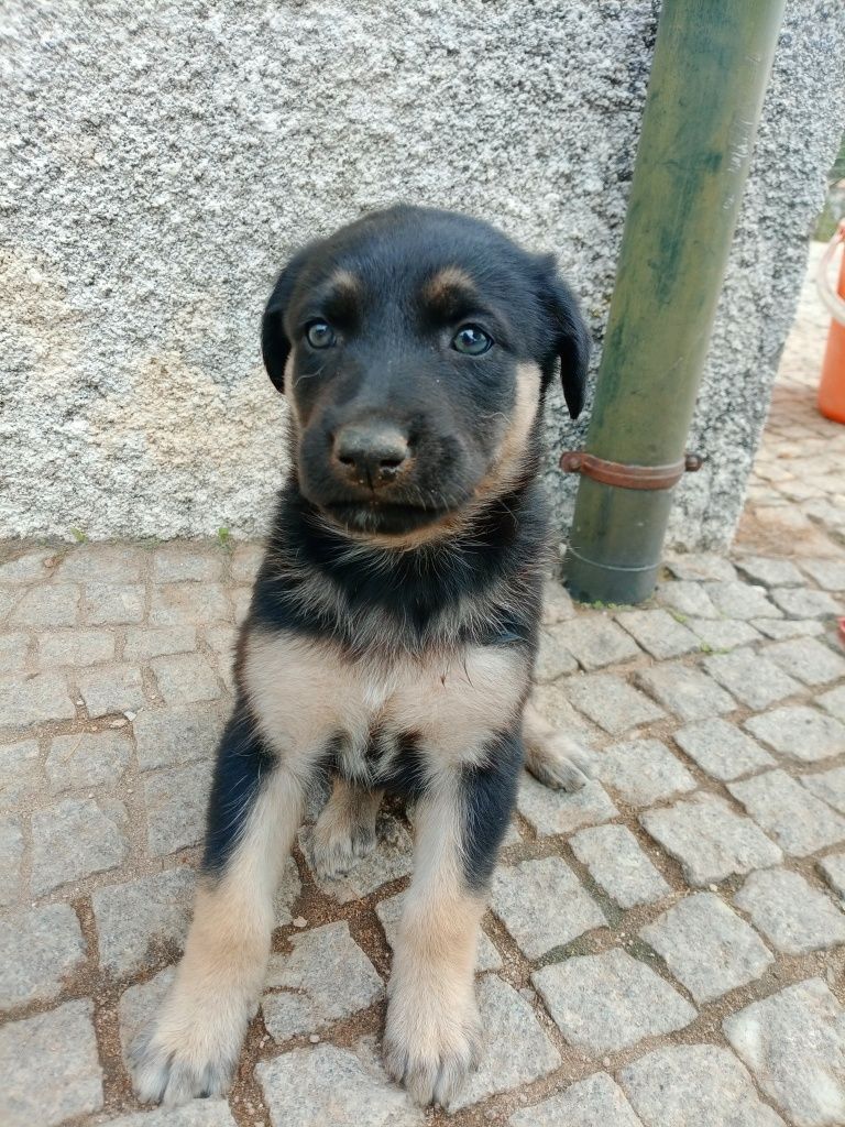 Cães para adoção