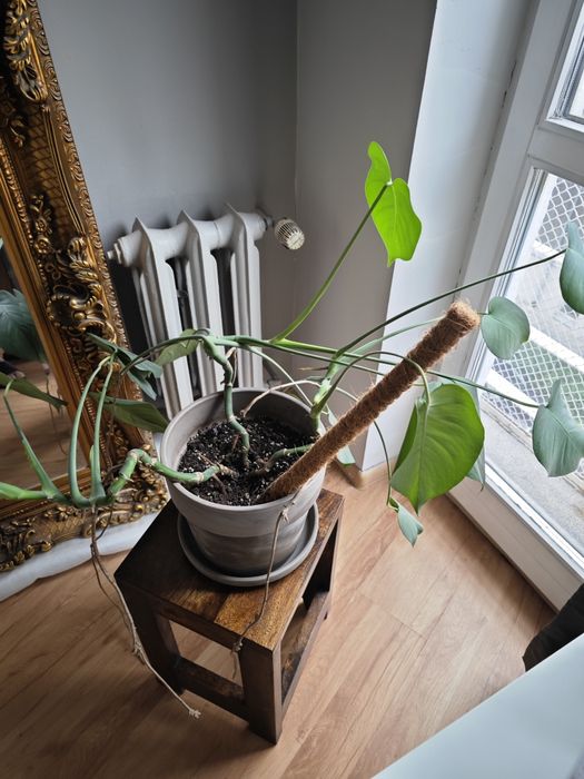 Monstera w ceramicznej doniczce
