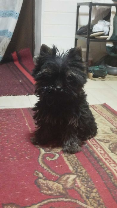 Підрощені йорчики,грайливі