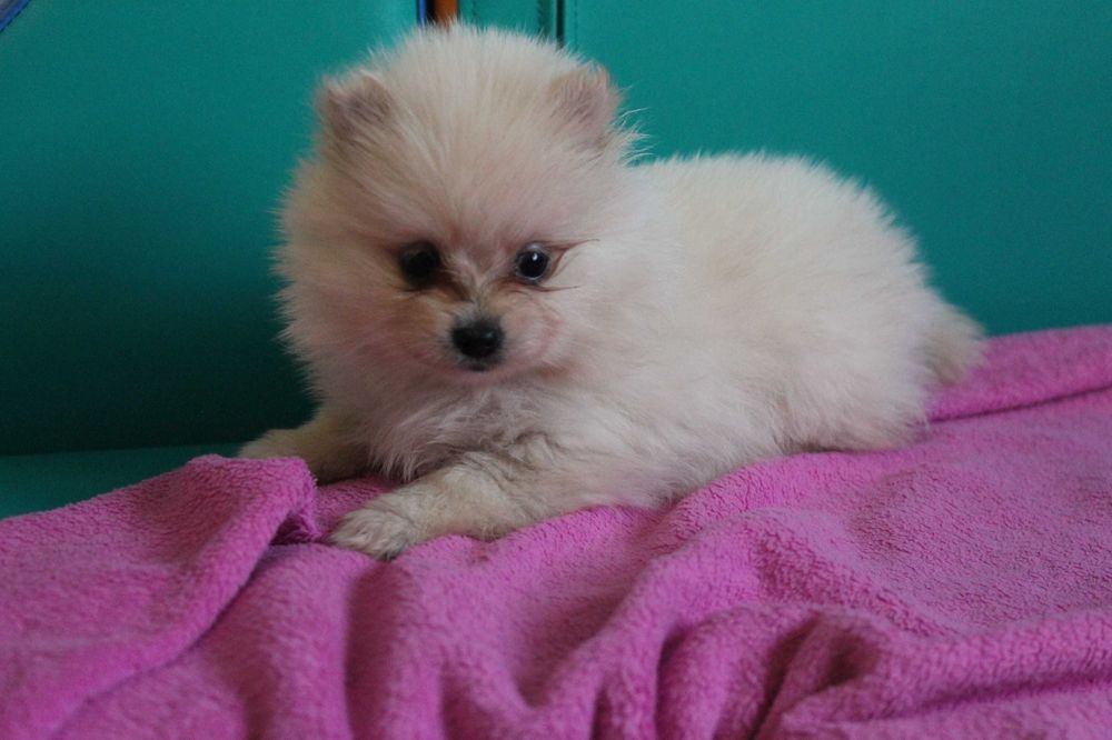 Szpic Pomeranian śliczna mini suczka - już do odbioru