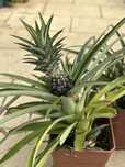 Ananases ou planta do ananás com fruto