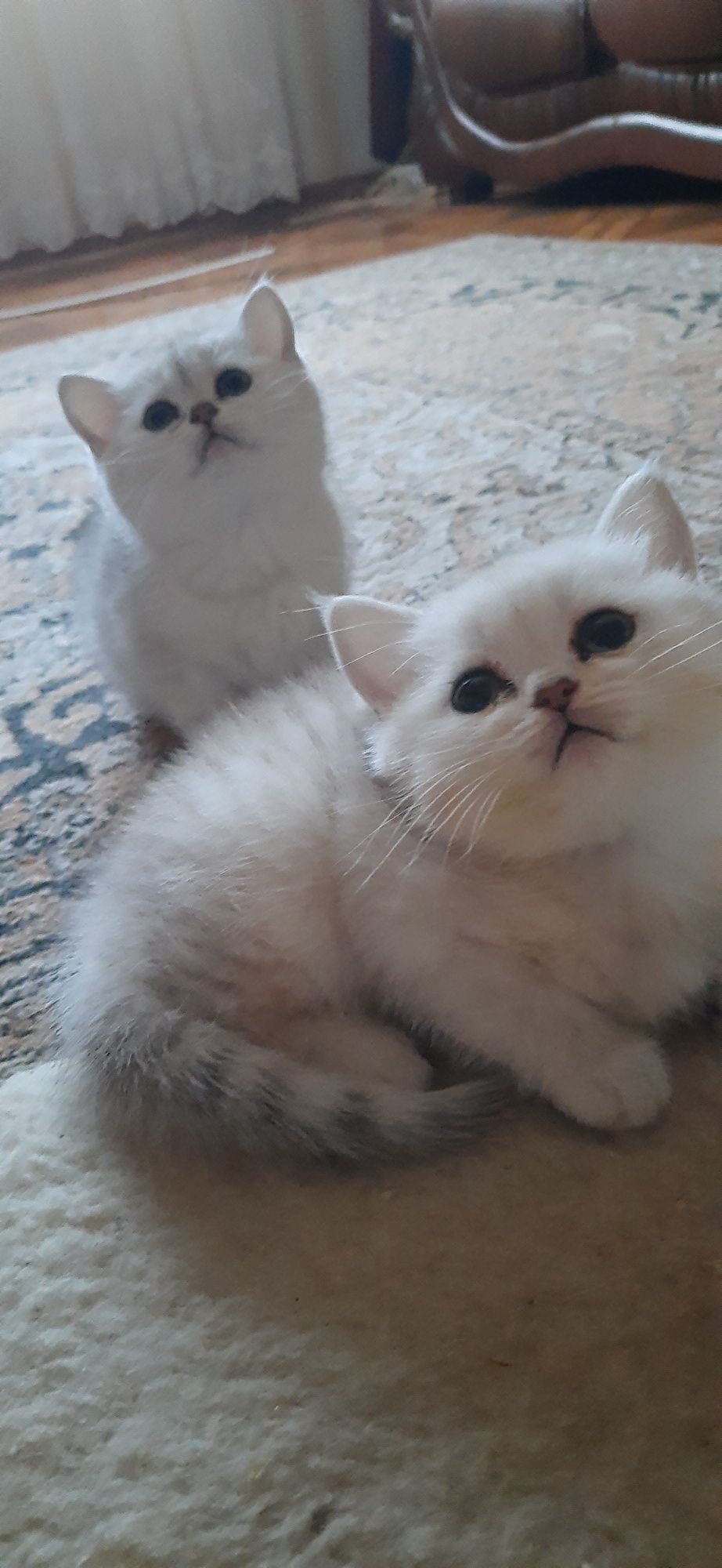 Чудовий скоттіш-страйт