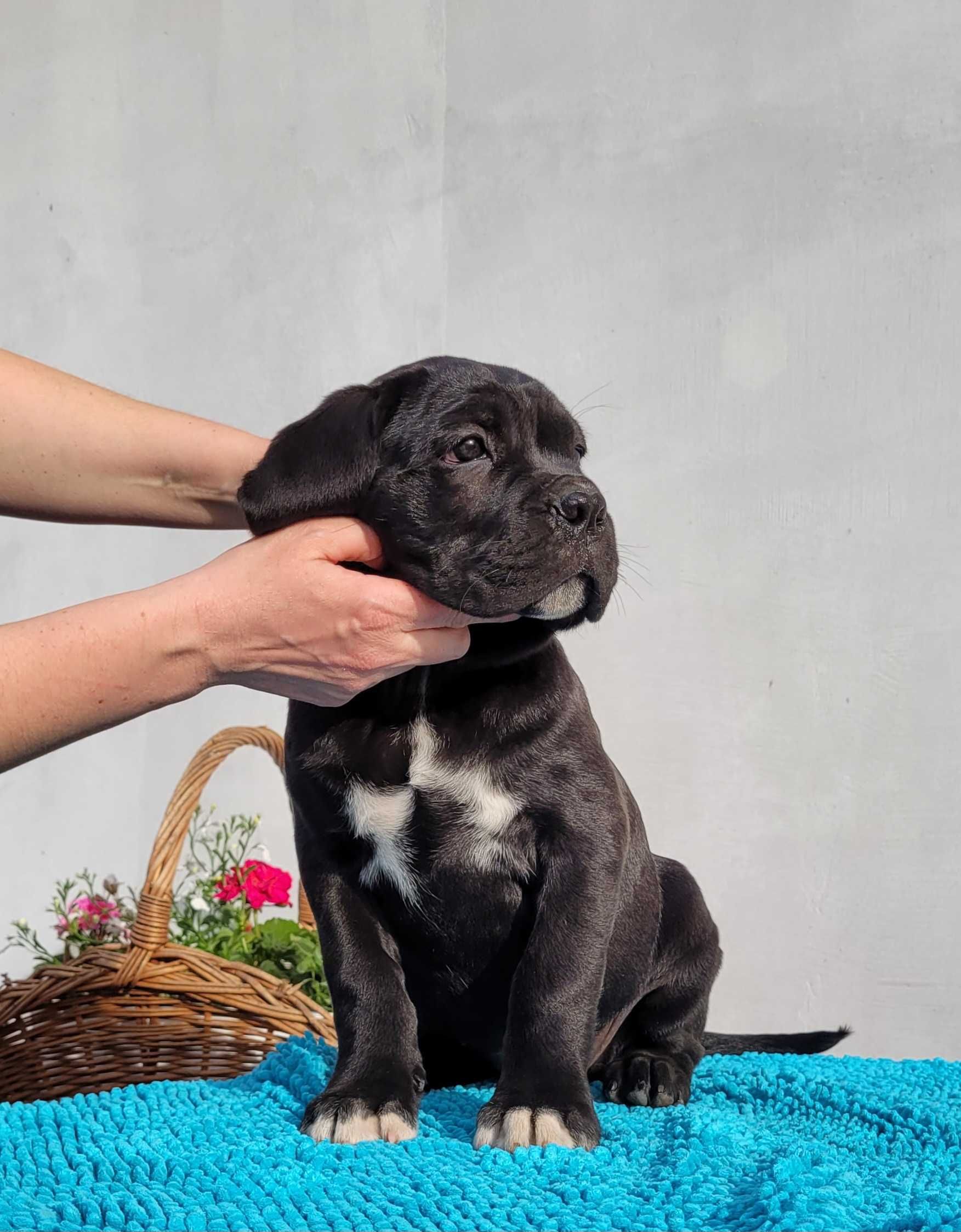 Czarna Suczka Cane Corso ZKwP/FCI