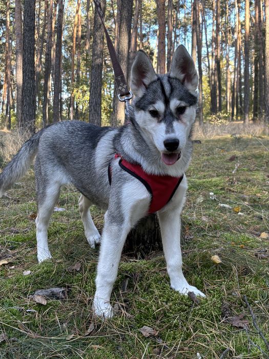 Husky – urocze szczenię z rodowodem, gotowe do odbioru