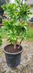 Planta suculenta