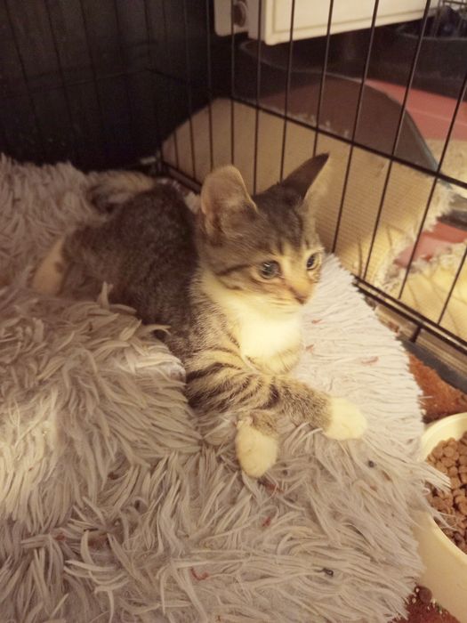 2 miesięczna kotka szuka domu niewychodzącego
