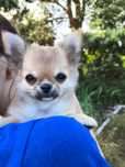 Chihuahua - SUCZKA po Championach, rod. FCI, okolice W-wy