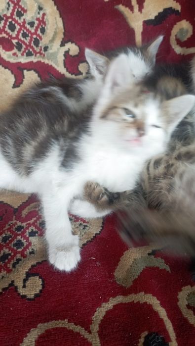 Віддам в добрі руки дівчинка і два котики,добру і люблячу сім'ю