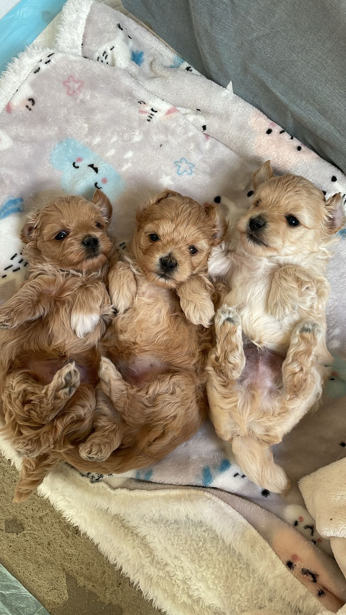 Piesek Maltipoo do odbioru początkiem lipca