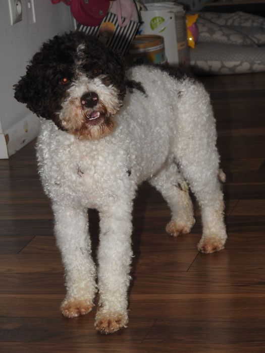 Lagotto romagnolo suczka ZKwP FCI biało brązowa