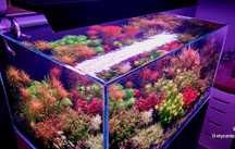 Akwarium OptiWhite 243l 90x60x45