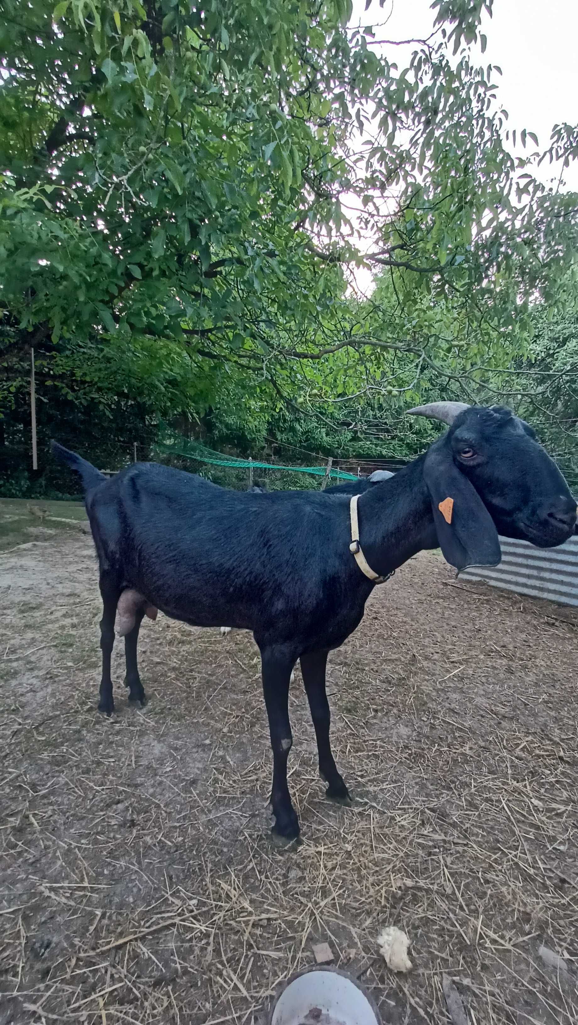 Koza i kozioł anglonubirski